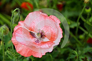 Close up of blooming poppy flower in summer season.