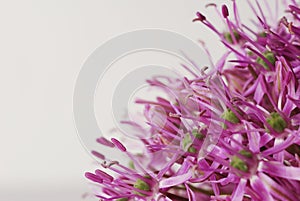 Close up Blooming Purple Allium, onion flower isolated on a white