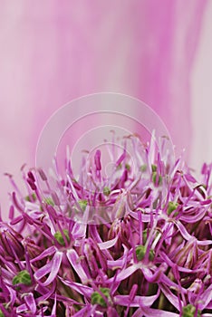 Close up Blooming Purple Allium, onion flower isolated on a white