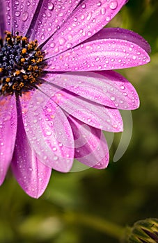 Close up of blooming purple cape daisy after rain in the garden