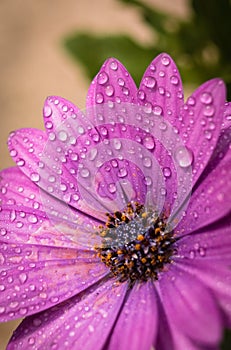 Close up of blooming purple cape daisy after rain in the garden