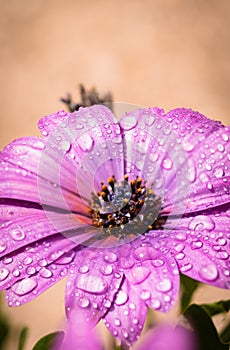 Close up of blooming purple cape daisy after rain in the garden