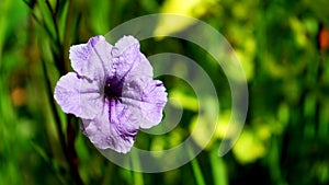 Close-up of a blooming purple flower