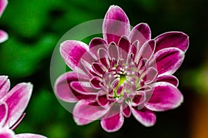 Close up blooming purple flower with many leafs and blurry dark green background