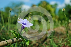 Close up blooming purple flowers of Minnieroot