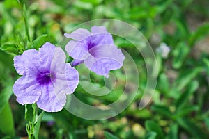 Close up blooming purple flowers of Minnieroot