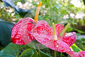 Close up of blooming red anthurium flowers in tropical garden.