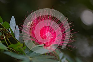 Close up Blooming Red Flower in Summer , Mimosa , powderpuff , Calliandra Surinamensis