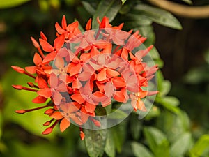 Close up blooming red flowers of West Indian Jasmine (Ixora chinensis)