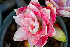 Close-up of a blooming red Hippeastrum flower, stamen pollen close-up