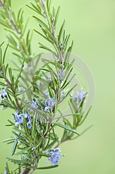 Close-up of a blooming of rosemary