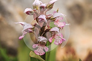 Close up of blooming Sicilian wild orchid