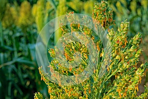 Sorghum ear