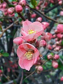 Close-up blooming springtime Chaenomeles japonica flowers