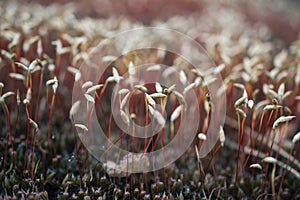 Close up of blooming springtime moss. Abstract composition with moss flowers.