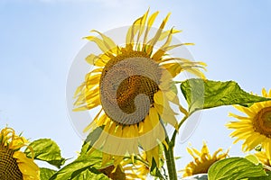 Close up of blooming sunflower on blue sky background