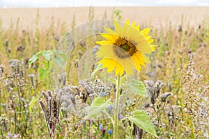Close-up of a blooming sunflower in the German fields