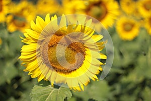 Closeup of the blooming sunflower in summer time