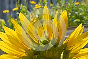 Close up of blooming sunflower with yellow petals and green tepals on a natural green background of a flowering field