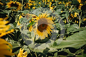 Close up of blooming sunflowers on a sunny day