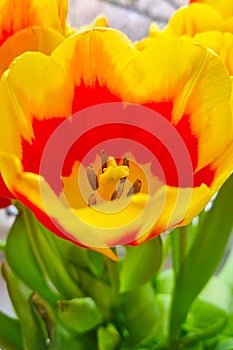Close-up of a blooming tulip flower in the spring.