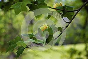 Close up of blooming Tulip Poplar tree