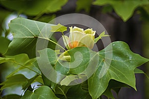 Close up of blooming Tulip Poplar tree photo