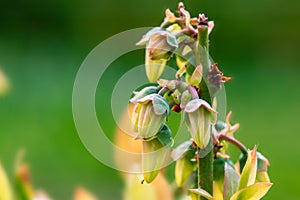 Close up of the blooming Vaccinium corymbosum, the northern highbush blueberry, blue huckleberry, tall huckleberry, swamp