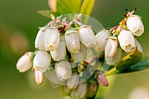 Close up of the blooming Vaccinium corymbosum, the northern highbush blueberry, blue huckleberry, tall huckleberry, swamp