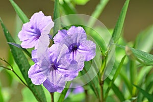 Close Up Blooming Violet Flowers Of Ruellia Simplex Or Mexican Petunia