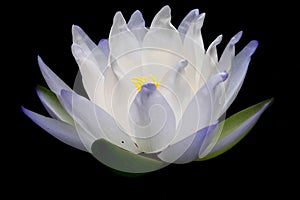 Close up blooming waterlily or lotus flower