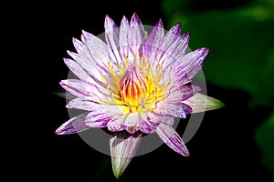 Close up blooming waterlily or lotus flower