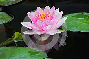 Close up blooming waterlily or lotus flower