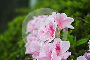 Close up of blooming white azalea flower blossom isolated with bokeh background