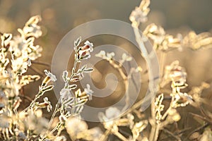 White Campion - Silene latifolia at sunrise photo