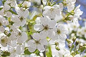 close-up of blooming white cherry flowers