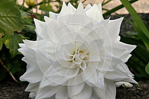 Close-up on a blooming white dahlia. Dahlia flower in the park.