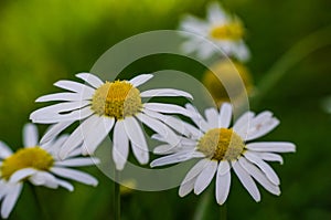 Close up blooming white daisy flower with many leafs and blurry dark green background