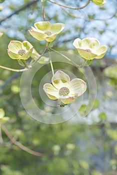 Close-up of blooming white flowering dogwood blossoms in early spring
