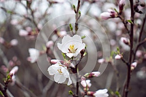 Close up blooming white flowers of apricot tree concept photo. Blossom spring. Photography with blurred background. High quality