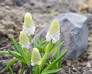 Close up blooming white grape hyacinth flower in rock garden, Muscari botryoides album. Selective focus