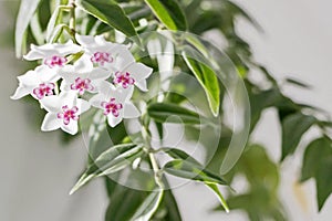 close up of blooming white Hoya bella flower with green leaf