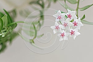 close up of blooming white Hoya bella flower with green leaf