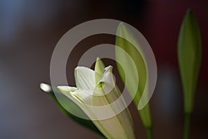 Close-up of a blooming white lily