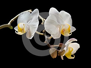 Close-up of blooming white moth orchid flowers on the black background.