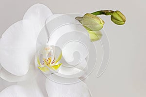 Close up of blooming white orchid flower bouquet
