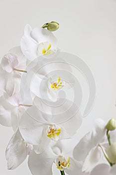 Close up of blooming white orchid flower bouquet