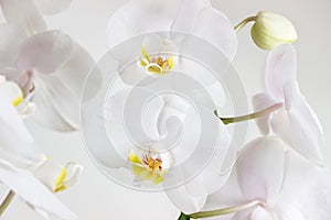Close up of blooming white orchid flower bouquet