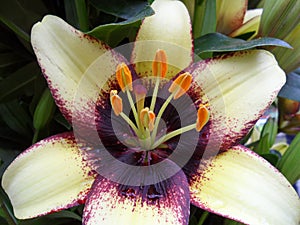 Close-up of Blooming White and Purple Lily Flower with Orange Pollen