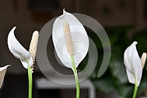 Close up of blooming white tropical Spathiphyllum plant